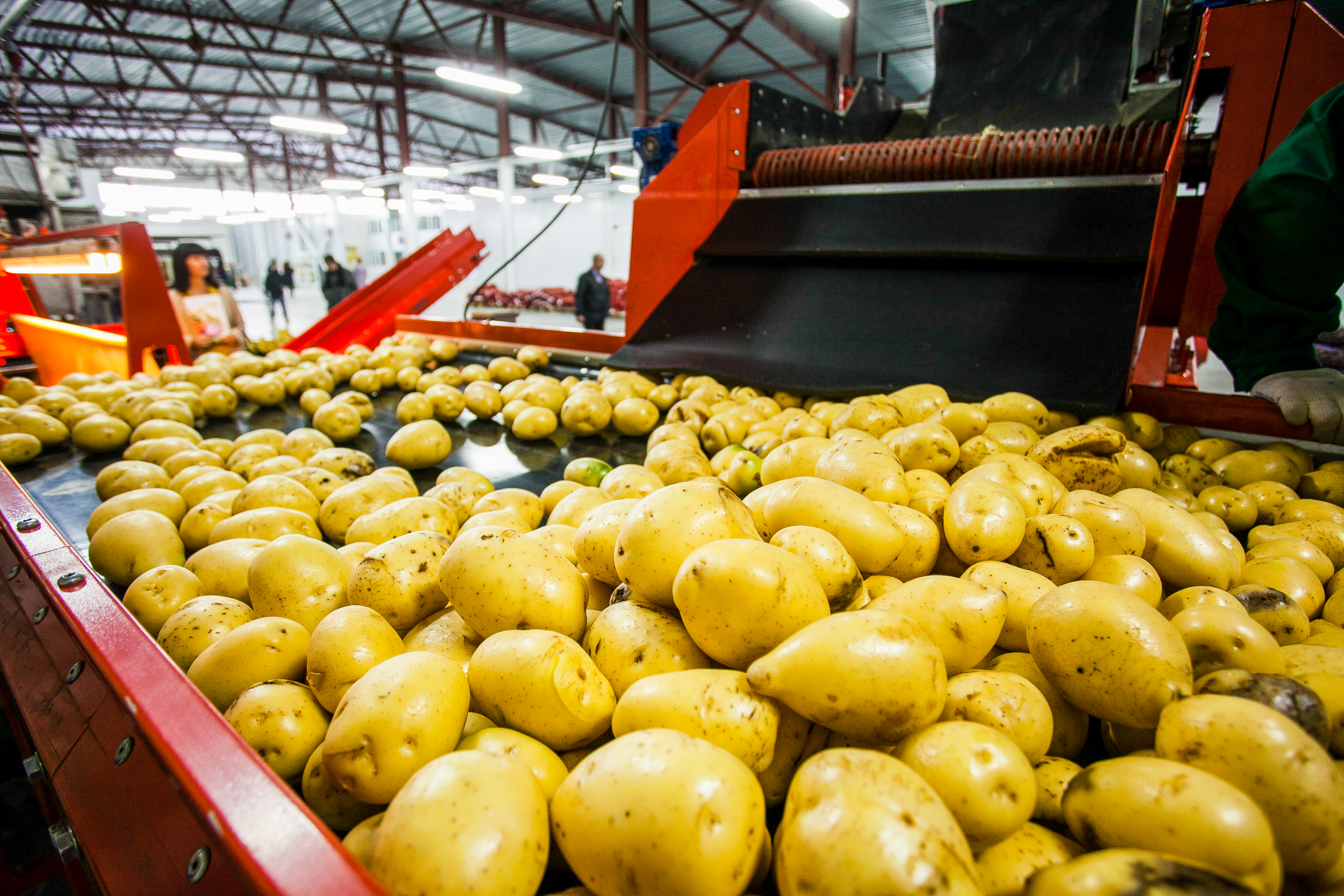 Suitability for French fries, chipping, starch